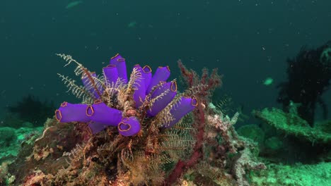 Blue-ascidians-attached-on-coral-rock-on-tropical-coral-reef