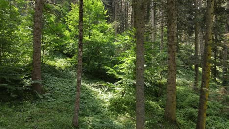 Vista-Natural-Del-Bosque-épico