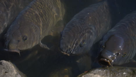 Grupo-De-Peces-Koi-Asomando-La-Cabeza-Por-Encima-Del-Agua-En-Busca-De-Comida-En-Tokio,-Japón---ángulo-Alto,-Primer-Plano