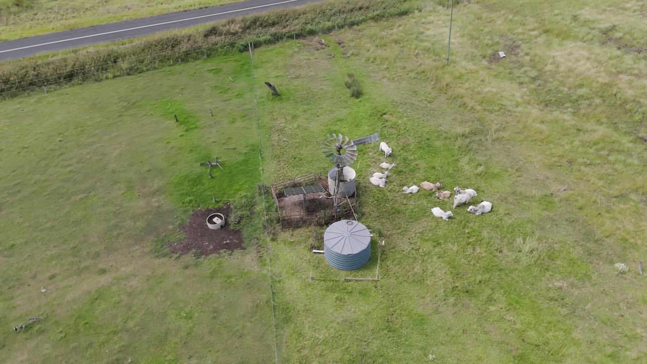 야외 에 있는 풍차 근처 에서 가축 들 이 먹이 를 먹고 있다