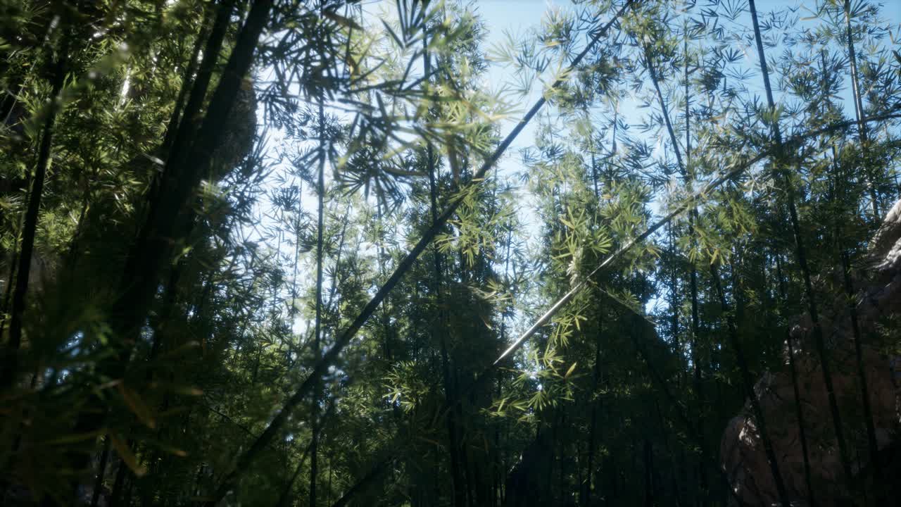 paisaje de un árbol de bambú en la selva tropical, malasia