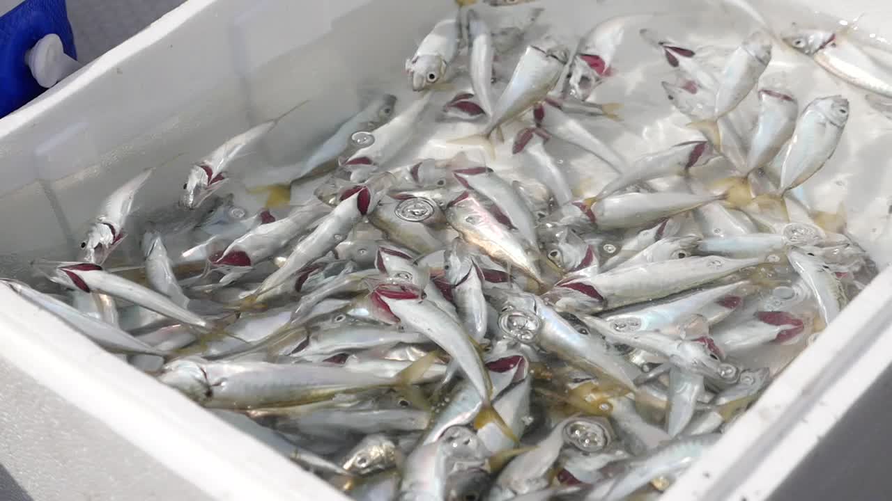 살아있는 물고기는 색 컨테이너에 있습니다.