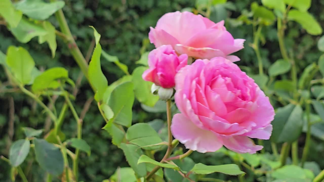 Blommande rosa rosor svajar mjukt i vinden i naturliga omgivningar.