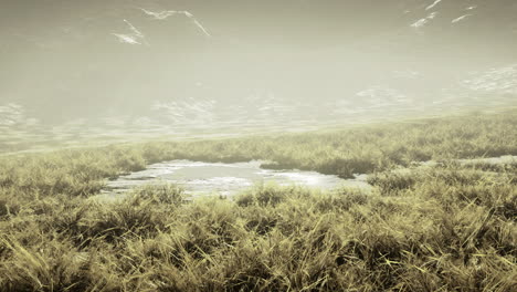 misty landscape revealing a hidden pond surrounded by lush grass
