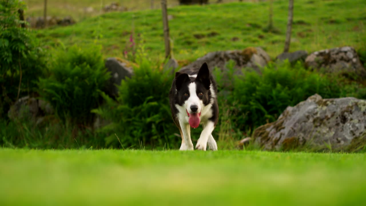 Family Pet, Border Collie Behaviours, Wide Angle Slow Motion Scenery