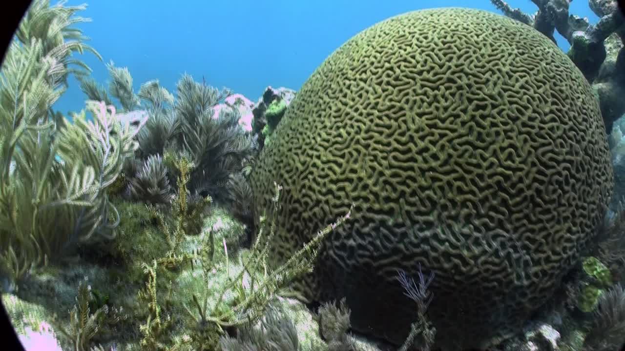 아름다운 녹색 뇌 산호 1의 수중 촬영