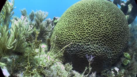 underwater shot of beautiful green brain coral 1