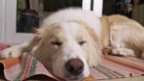 el ginger border collie está durmiendo.