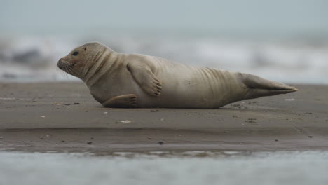 close up de una foca del puerto que yace lateralmente en una playa de arena con olas y pájaros en el fondo, enfoque ajustado