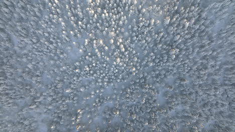 flyover snowy forest of mont sutton in wintertime - aerial shot