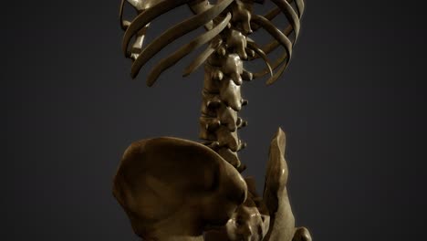 bones of the human skeleton