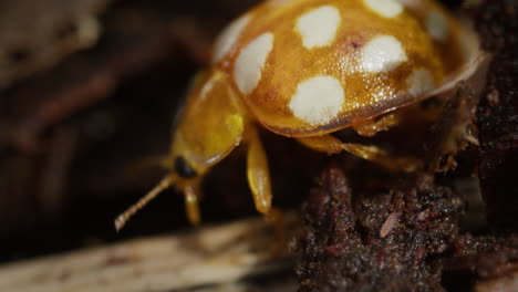 orange ladybug use compound eyes and antennae to move around forest floor, macro