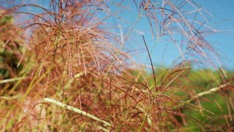 Bush limbs sway gently in the wind, capturing the calming essence of nature. The lush foliage dances, creating a serene and refreshing outdoor atmosphere.
