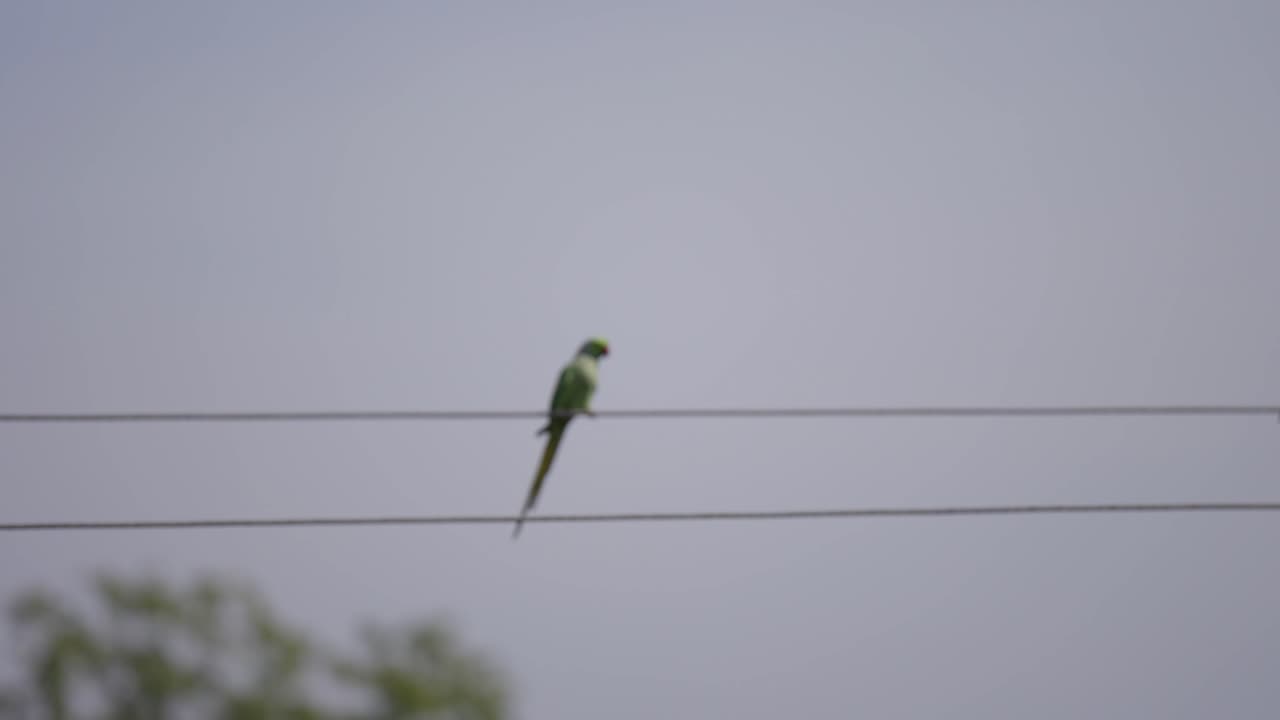 하늘과 나무의 배경으로 전선 위에 앉아 있는 무새의 은 날 긴