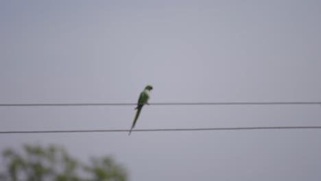 a sunny day long shot of a parakeet sitting on electricity wire with backdrop of sky and a tree