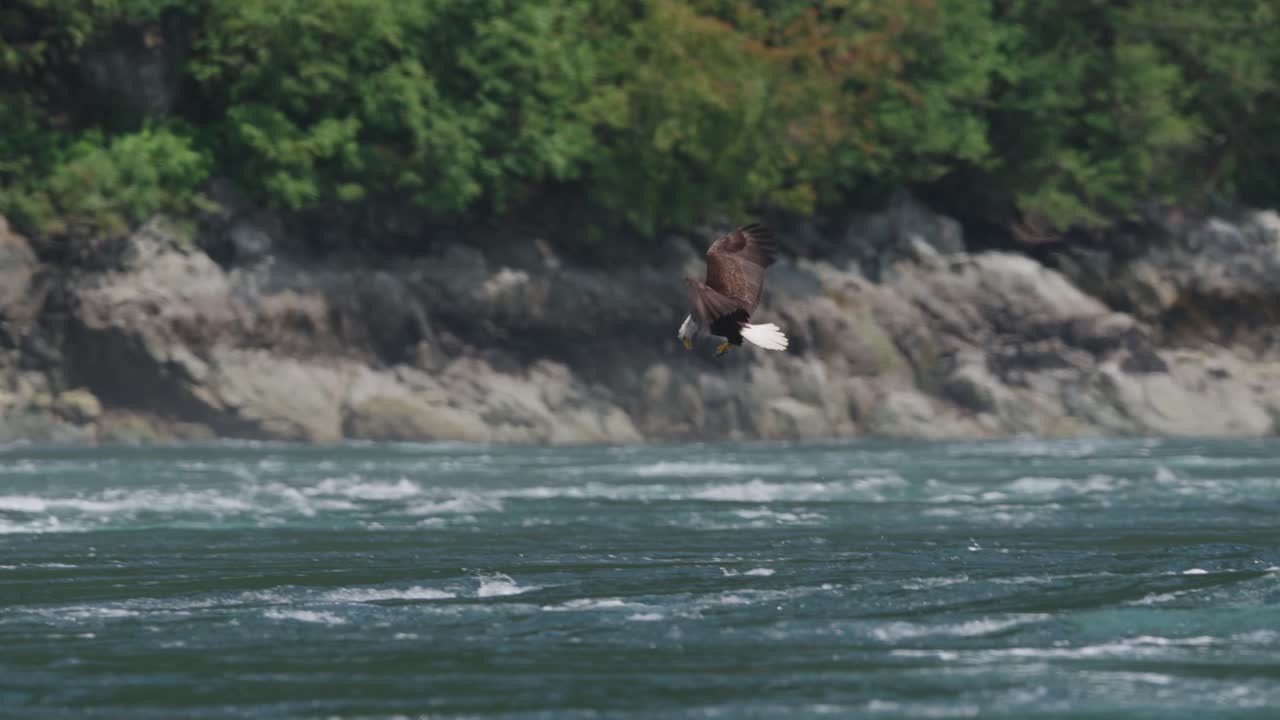 An eagle flying in slow motion looking for food over the ocean in Canada