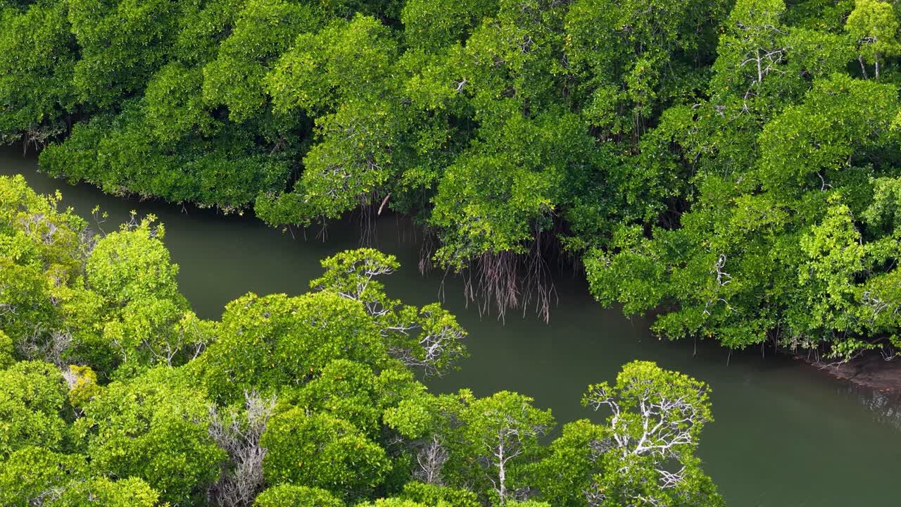 Lush green rainforest canopy and winding river viewed from above, captured in daylight with smooth aerial drone pan, highlighting dense vegetation and natural waterway
