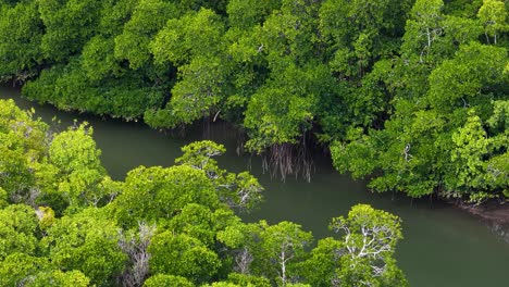 lush green rainforest canopy and winding river viewed from above, captured in daylight with smooth aerial drone pan, highlighting dense vegetation and natural waterway