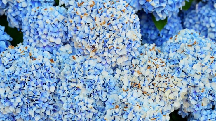 Primo piano di vivaci teste di fiori di ortensia blu che crescono su grandi arbusti in un giardino. Cattura la coltivazione floricola estiva, la progettazione paesaggistica domestica e le popolari varietà di piante ornamentali