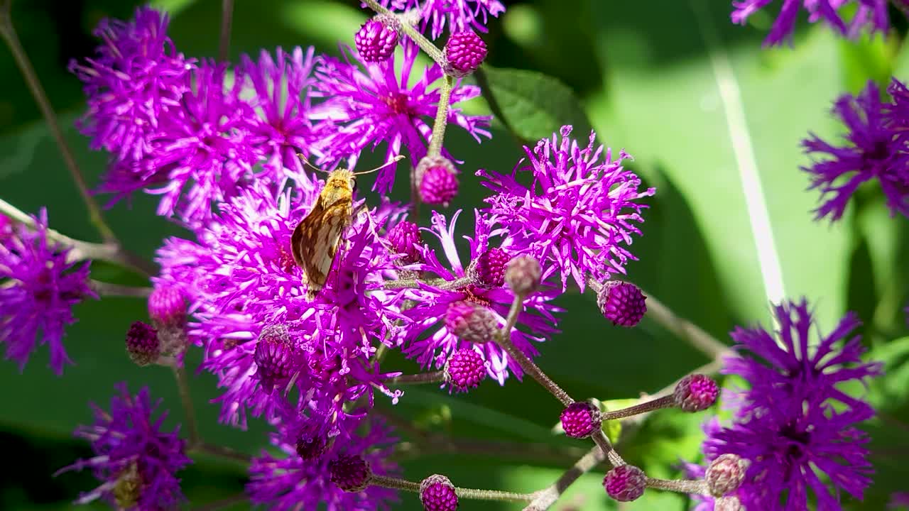 detalle de mariposa sobre flor morada
