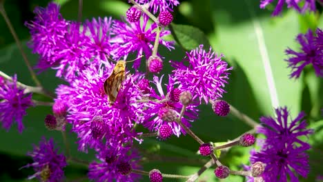 Detalle-De-Mariposa-Sobre-Flor-Morada