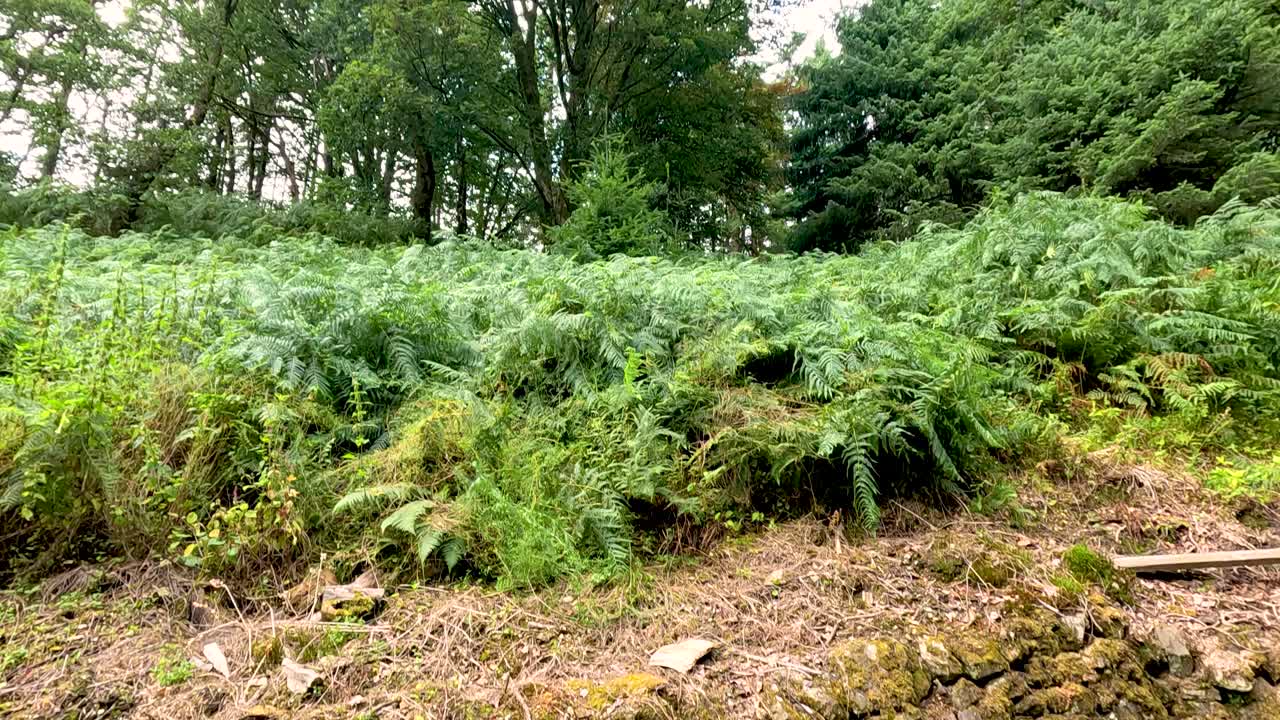 montón de madera en el desmonte del bosque, desapareciendo gradualmente