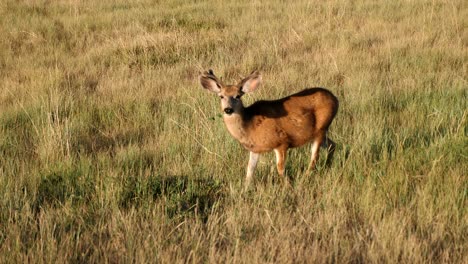 Ein-Junger-Maultierhirsch,-Der-Auf-Grünem-Laub-Kaut,-Während-Er-In-Richtung-Der-Kamera-Blickt