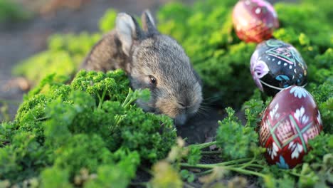 easter bunny and easter eggs on green grass outdoors. little gray rabbit sits with colorful eggs on a meadow in a spring field