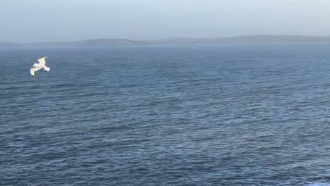 Slow-motion-flight-of-a-seagull-bird-over-ocean-and-sky-with-moon-on-it