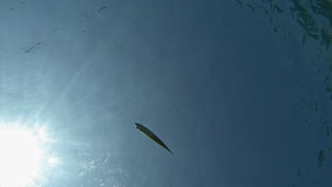 Silhouetted-Fish-Swims-On-Crystalline-Sea-On-A-Sunny-Summertime