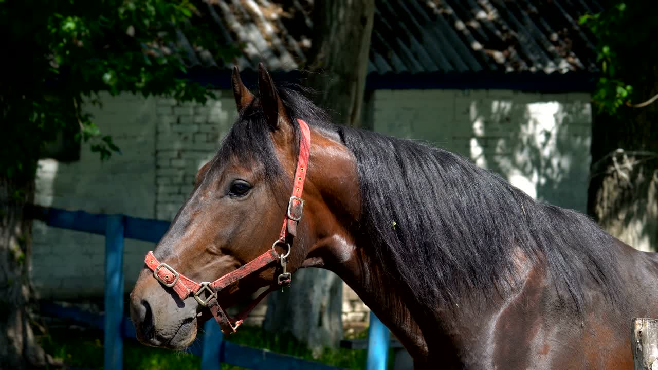 caballo marrón oscuro con una melena negra descansando. se para y mira a su alrededor. el caballo está en el paddock al lado de los establos. soleado día de verano en la granja.