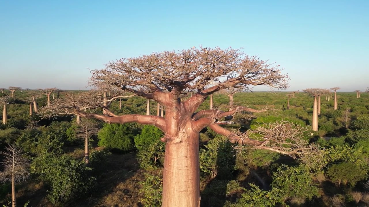 Primer plano aéreo cinematográfico al atardecer con dron orbitando un majestuoso árbol gigante en la Avenida de los Baobabs, Morondava, Madagascar.