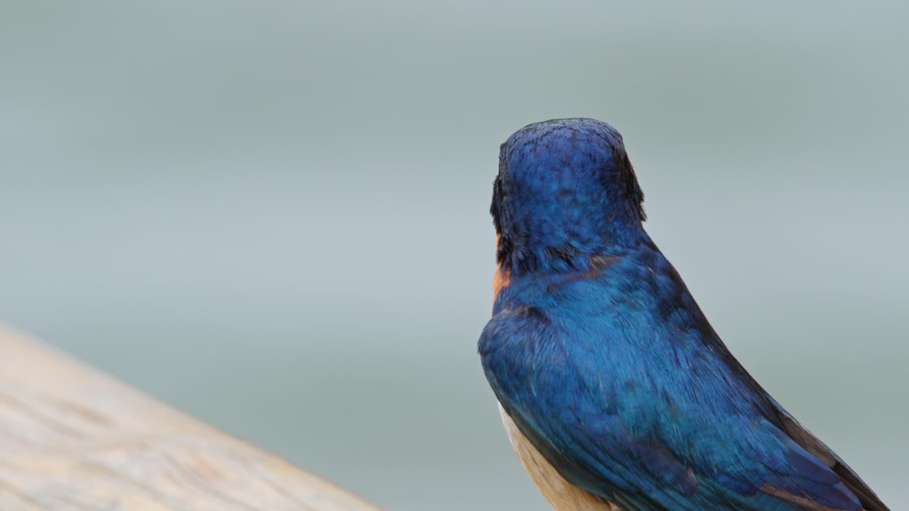 Side profile close-up of red chested swallow perched calmly, showing blue and orange plumage, sharp beak and fine feather texture of a small African passerine bird