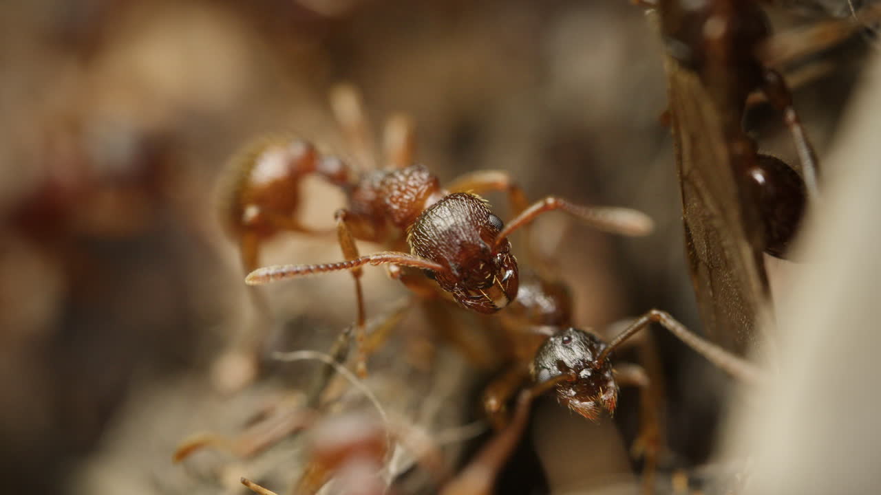 Common red ants (Myrmica rubra) macro close up