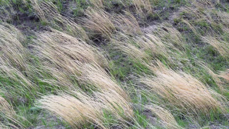 la hierba de la pradera en cámara lenta de primer plano soplando en el viento
