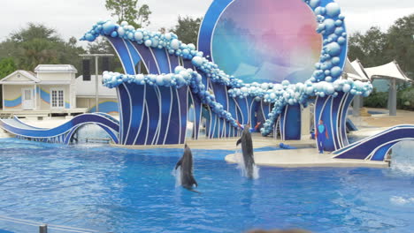 two dolphins perform simultaneous backflips at a show in seaworld orlando, slow motion