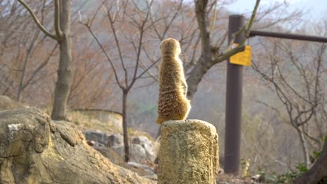 Ein-Erdmännchen-Sitzt-Als-Aufseher-Auf-Dem-Obersten-Stein-Und-Blickt-Misstrauisch-Zur-Seite