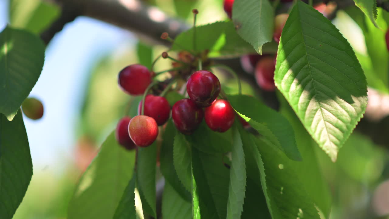 Close up buah ceri merah matang di pohon di bawah sinar matahari