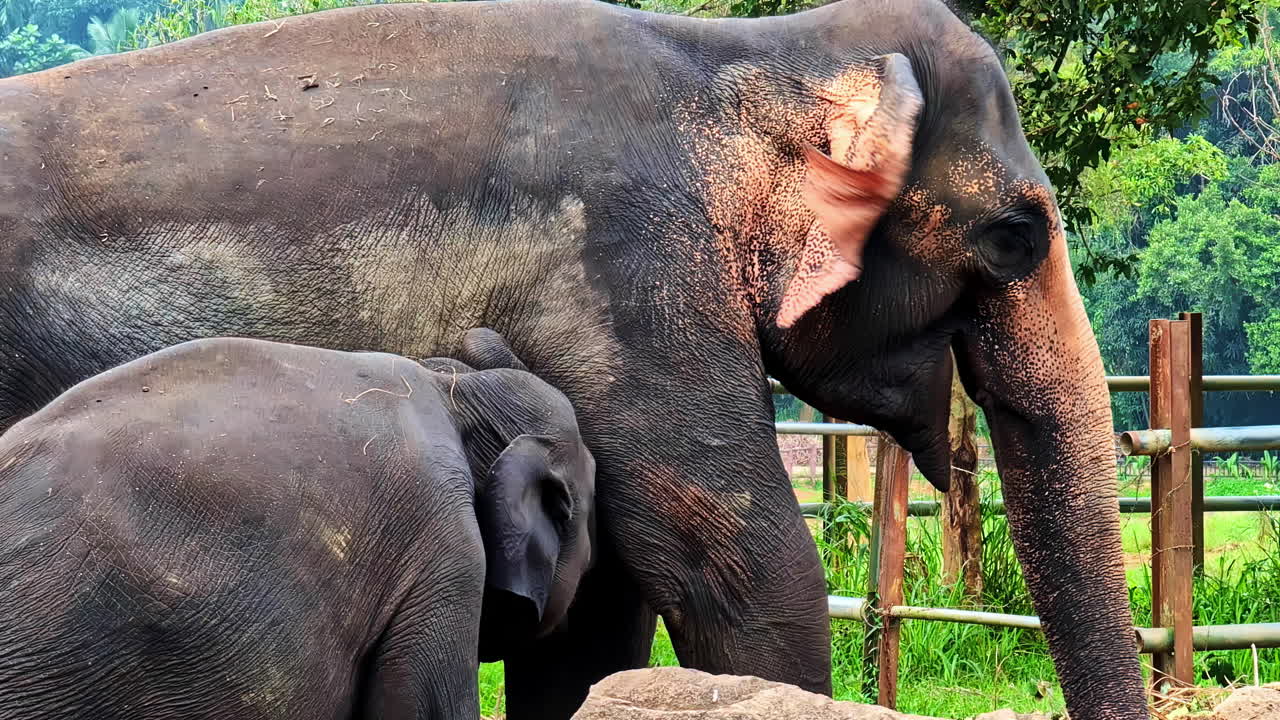 Baby elephant stands close to mother inside enclosure at Pinnawala Elephant Orphanage
