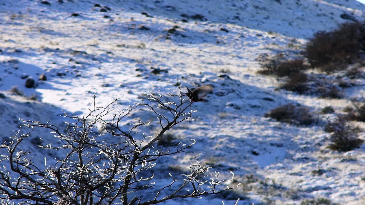 멀리 날아가기 전에 나무에 자리잡은 긴 꼬리 종달새