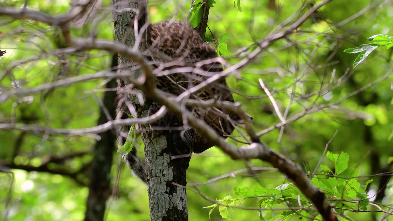 인도차이나 표범은 취약한 종이며 태국의 큰 고양이 중 하나입니다.