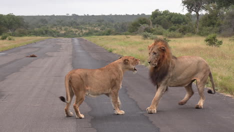 Löwen,-Die-Auf-Einer-Geteerten-Straße-In-Einem-Afrikanischen-Reservat-Umwerben