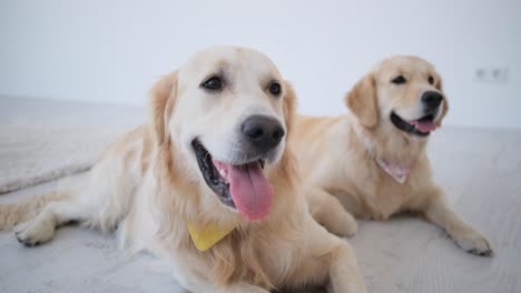 golden retrievers lying on floor at home