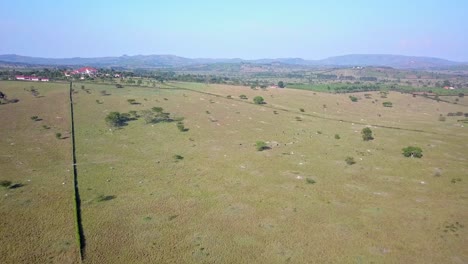 Riesiges-Weideland-Mit-Grasenden-Ankole-Watusi-Kühen-In-Der-Nähe-Der-Emburara-Farm-Lodge-In-Uganda,-Afrika