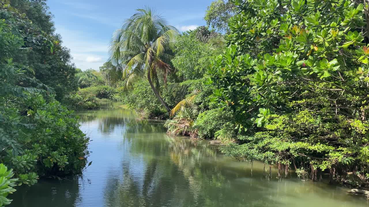 vista tranquila del caudal del río tranquilo rodeado de una exuberante vegetación tropical