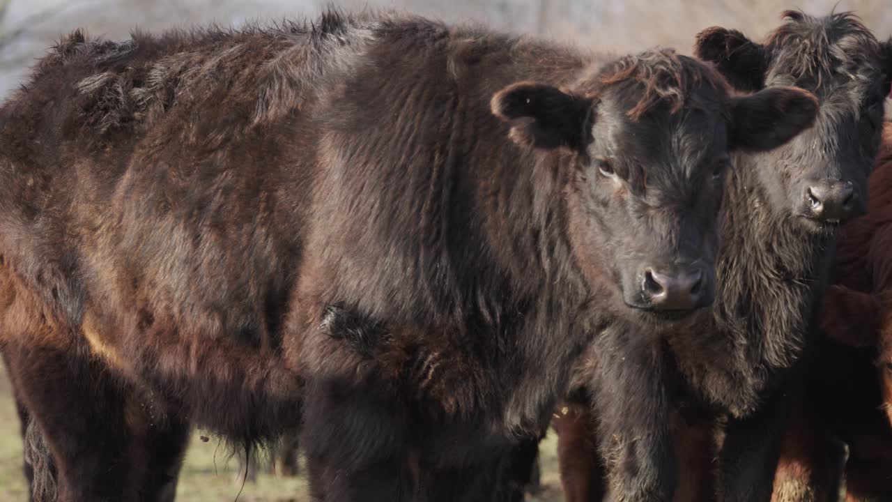 raza de vacas de color marrón peludo mirando a la cámara que muestra etiquetas de monitoreo de identidad agrícola