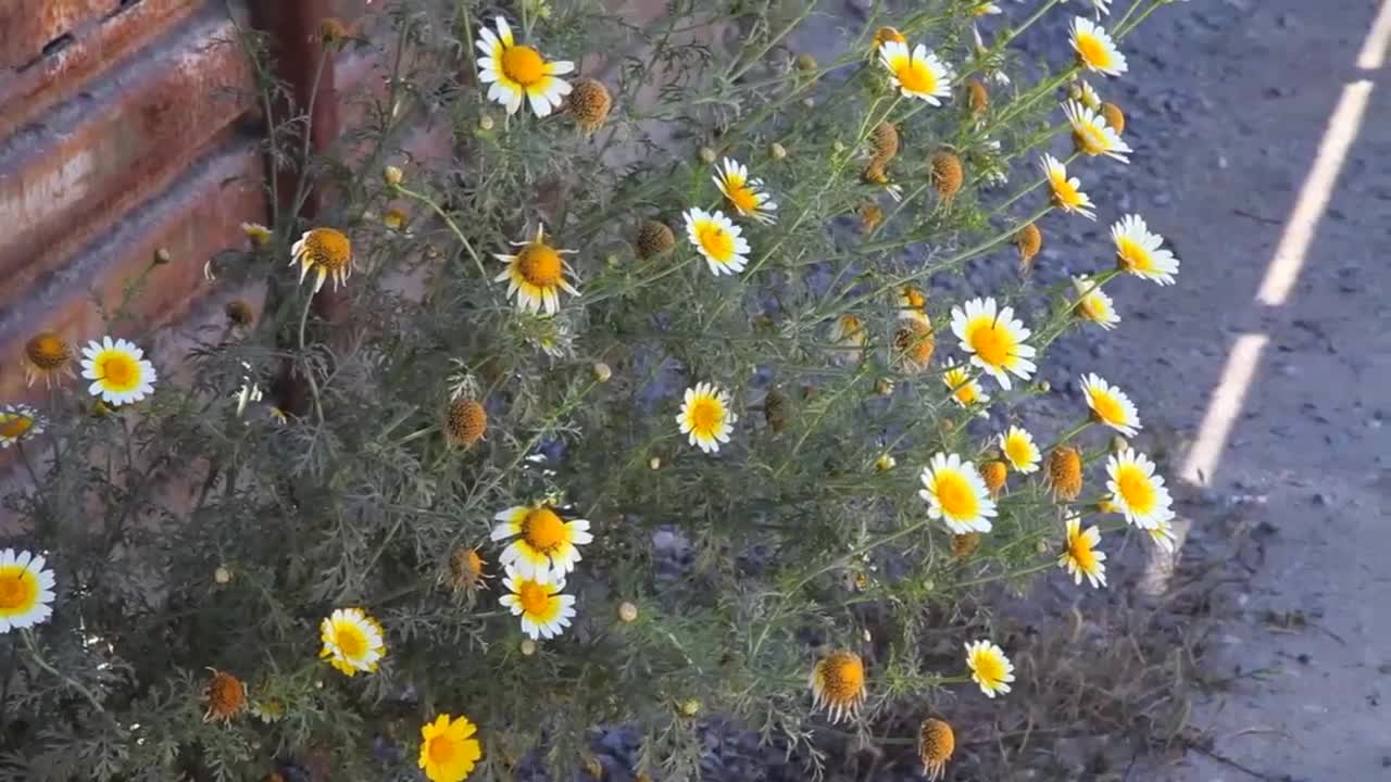 Shots Of The Us Mexico Border 1