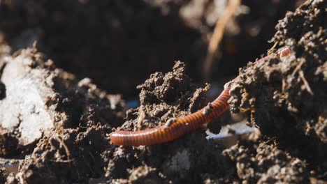 red worm wiggler in dirt composting, organic fertile soil, vermicompost