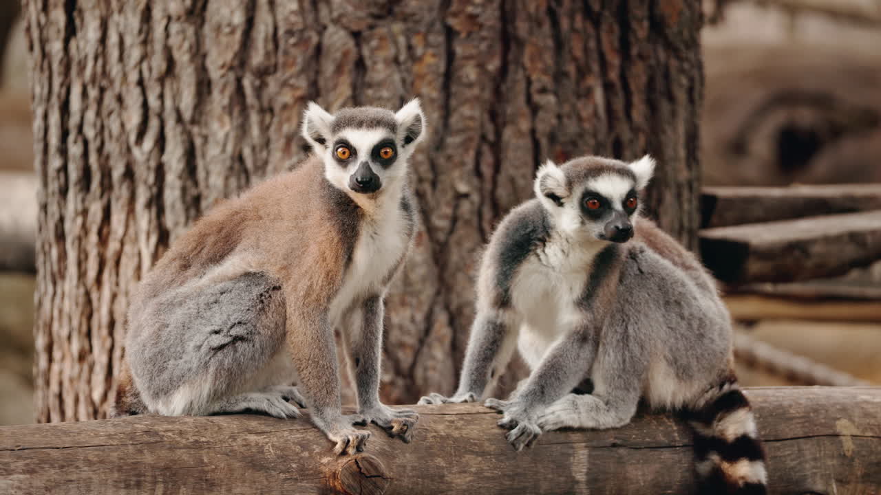 Two Lemurs Sitting on a Log