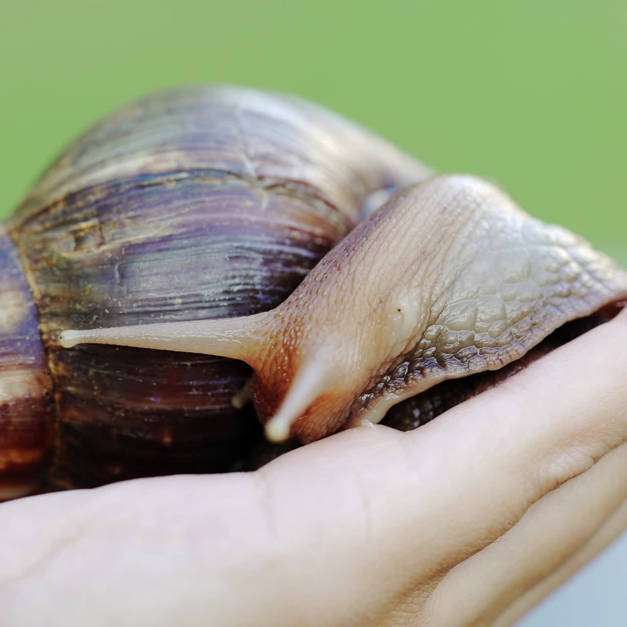 A pedigree snail is on a woman's hand on a green background. She has a brown-yellow color
